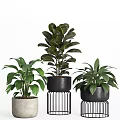 Potted Bonsai Plants With Large Green Leaves And Black Metal Stand Pots