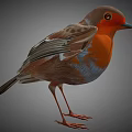 Detailed Robin Bird Standing With Orange Breast Red Beak And Grey Back Feathers