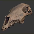 Detailed Animal Skull Skeleton with Anatomical Structure and Fossil Teeth Features