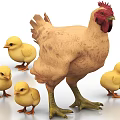 Mother Hen With Cute Little Chicks Walking On White Background