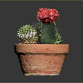 Decorative Green Cactus With Red Flowers In Terracotta Pot Succulent Plants