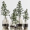 Clear Glass Vases With Green Plant Branches And Roots Submerged In Water
