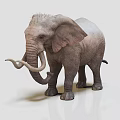 Realistic Gray Elephant With Long Trunk And Tusks Standing On Light Background 3d model