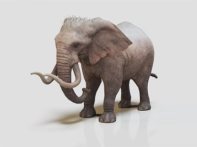 African Elephant Modern Elephant 3d model