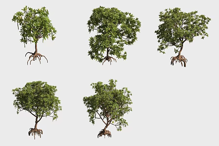 Kandelia tree Mangrove plant 3d model