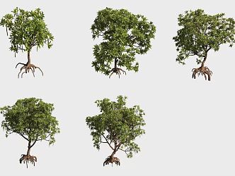 Kandelia tree Mangrove plant 3d model