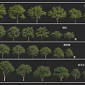 Various Arbor Tree Designs With Thin Line Black Gray Tone And Golden Leaf Material 3d model