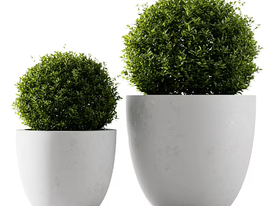 Large and Small Green Topiary Bushes in White Planters for Outdoor Decor 3d model