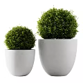 Large and Small Green Topiary Bushes in White Planters for Outdoor Decor