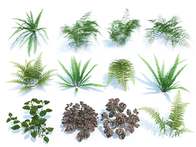 Different Types Of Green Ferns And Purple Leaf Plants For Garden Decor 3d model