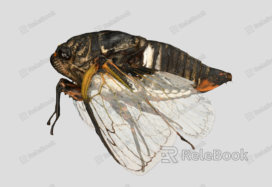 modern cicada insect model