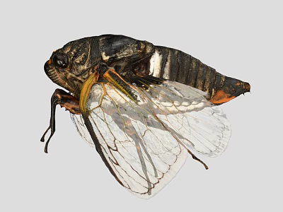 Macro shot of a black cicada with transparent wings and yellow orange body parts 3d model