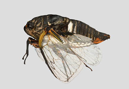 modern cicada insect 3d model