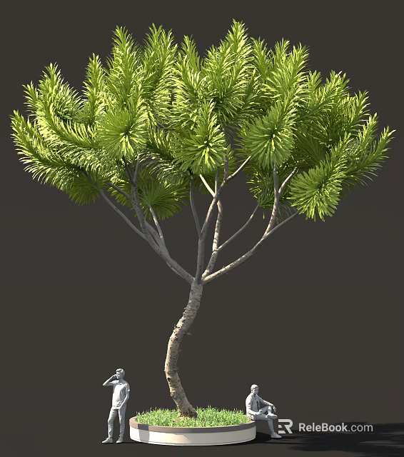 Lush Green Needle Tree With Curved Trunk And Dense Foliage 3d model