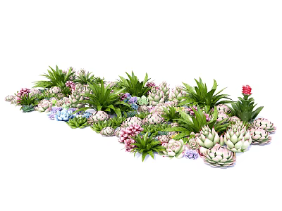 Diverse Succulents with Green Foliage and Colorful Pink Purple Flowers in Garden 3d model