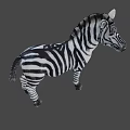 Realistic Zebra Figure With Black And White Stripes Standing Pose