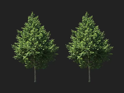 Two Healthy Green Arbor Trees With Lush Foliage And Trunk Isolated On Black Background 3d model