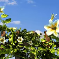 Lush Green Vines Growing On Wooden Fence With White Flowers And Blue Sky