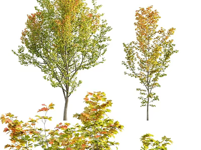 Colorful Small Garden Decorative Trees With Mixed Autumn Foliage For Landscaping 3d model