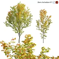 Colorful Small Garden Decorative Trees With Mixed Autumn Foliage For Landscaping