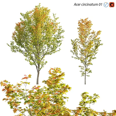 Colorful Small Garden Decorative Trees With Mixed Autumn Foliage For Landscaping 3d model
