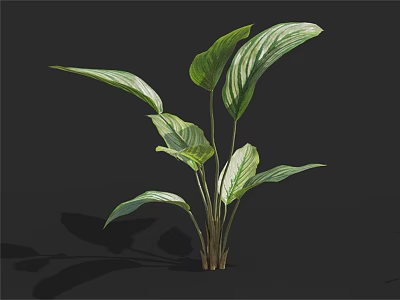 Lush Green Plant With Large Leaves White Stripes And Slender Stems On Black Background 3d model