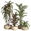 Indoor Decorative Potted Plants With Tropical Green Leaves In Ceramic Planters