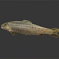 Whole Spotted Fresh Fish On Dark Surface With Natural Details And Light Reflection