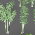 Various Bamboo Plant Types With Tall Green Stems Decorative Foliage And Different Sizes