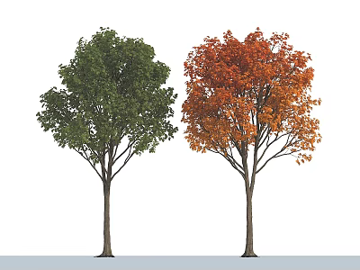 Two Arbor Trees Displaying Green And Orange Red Foliage Side By Side 3d model