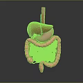 Detailed Human Internal Organs 3D Model Showing Liver Stomach And Intestines