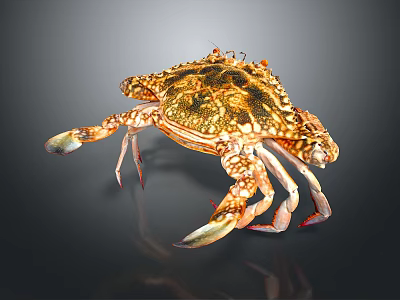 Colorful Spotted Crab With Patterned Shell And Large Claws As Aquatic Marine Creature 3d model