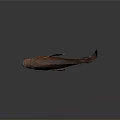 Red Aquatic Fish with Brown Stripes Fins and Tail on Gray Background with Reflection
