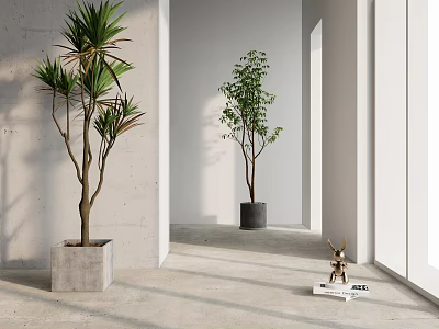 Indoor Potted Plants In Modern Minimalist Room With Concrete Black Pots And Natural Light 3d model