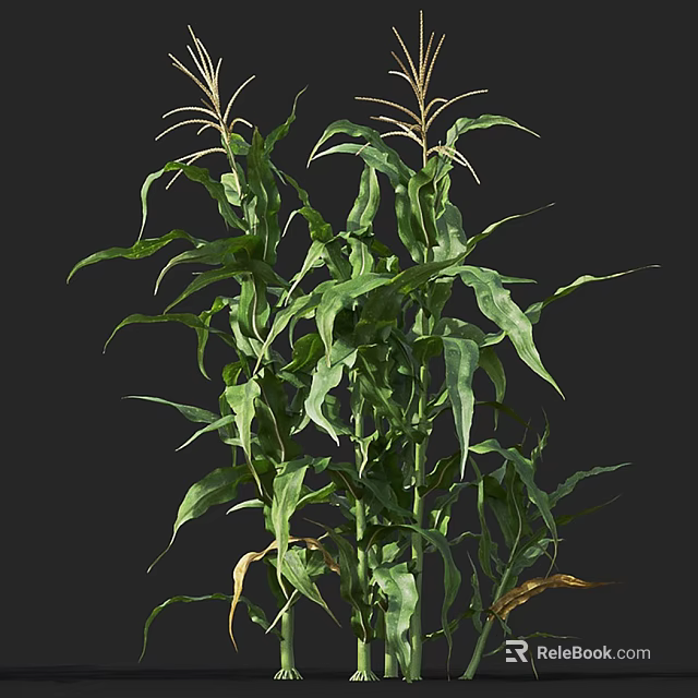 Healthy Green Corn Plant With Lush Leaves And Tall Stems Growing Well 3d model 