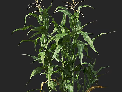 Healthy Green Corn Plant With Lush Leaves And Tall Stems Growing Well 3d model