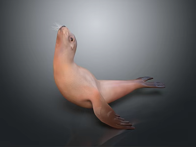 Realistic Sea Lion Lying On Back With Smooth Gray Background And Reflection 3d model