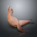 Realistic Sea Lion Lying On Back With Smooth Gray Background And Reflection 3d model