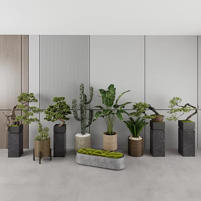 Modern Indoor Bonsai Potted Plants With Different Types And Decorative Containers Arrangement 3d model