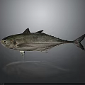 Whole Fresh Fish With Glossy Skin On Gray Reflective Surface And Natural Light
