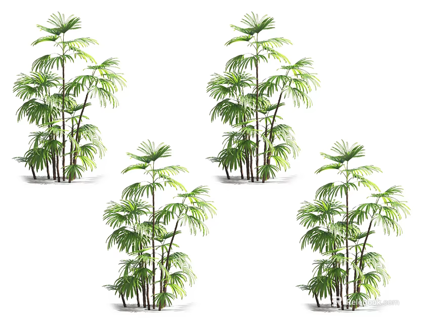 Four Arborescent Trees With Tropical Green Foliage And Slender Trunks 3d model 