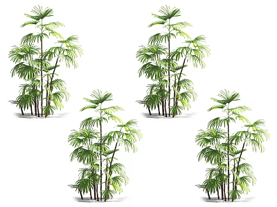 Four Arborescent Trees With Tropical Green Foliage And Slender Trunks 3d model