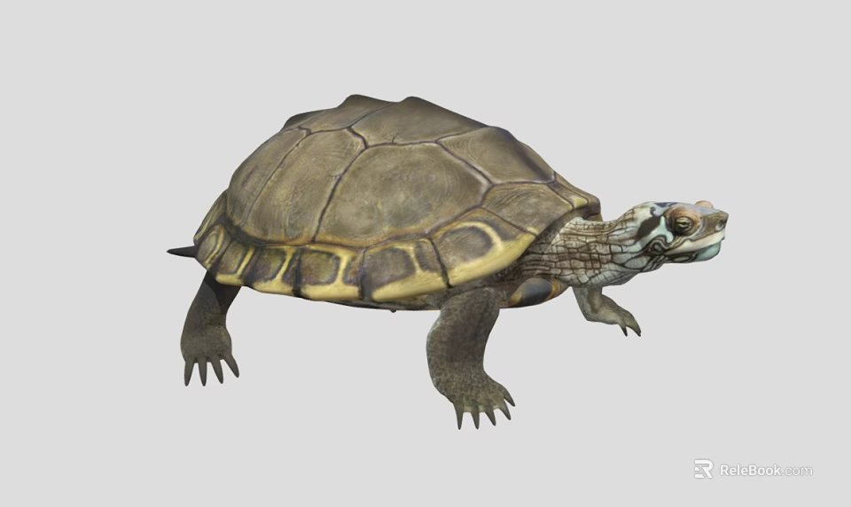 Aquatic Turtle With Brown And Yellow Shell Texture And Webbed Limbs 3d model 