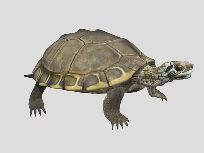 Aquatic Turtle With Brown And Yellow Shell Texture And Webbed Limbs 3d model