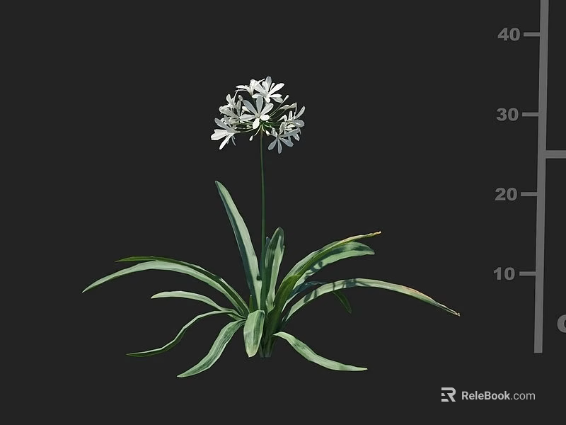 White Flowering Plant With Long Green Leaves And Height Measuring Scale 3d model 