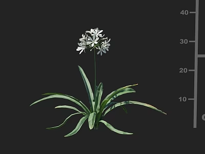 White Flowering Plant With Long Green Leaves And Height Measuring Scale 3d model