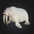 Realistic White Walrus With Long Tusks And Flippers On Black Background