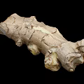 Fresh Raw Ginger Root Natural Organic Vegetable With Rough Skin Texture