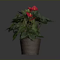 Indoor Anthurium Plant With Red Flowers Green Leaves In Brown Ceramic Pot
