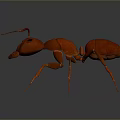 Detailed Red Ant 3D Model With Realistic Features And Long Antennae 3d model